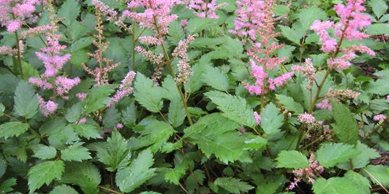 ASTILBE chinensis 'Veronica Klose' - Astilbe de Chine