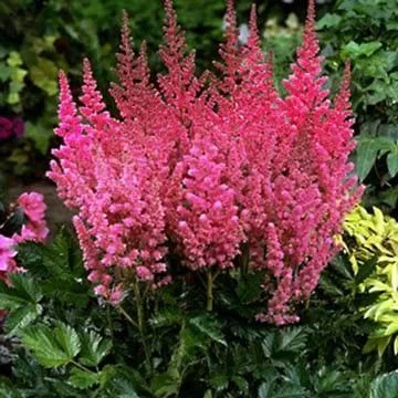 ASTILBE chinensis 'Veronica Klose' - Astilbe de Chine