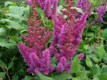 ASTILBE chinensis 'Vision in Pink'® - Astilbe de Chine
