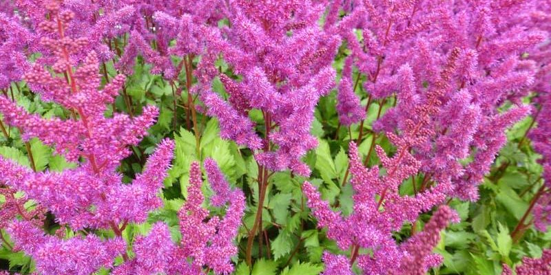 ASTILBE chinensis 'Vision in Red'®