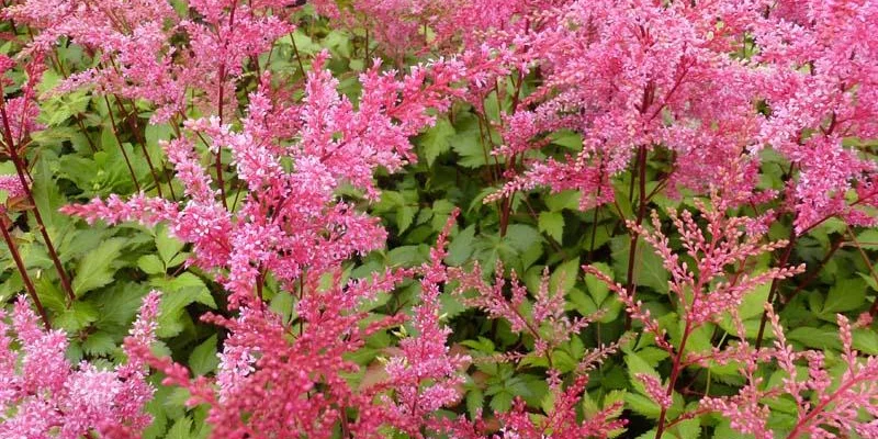 ASTILBE simplicifolia 'Bronze Elegans'