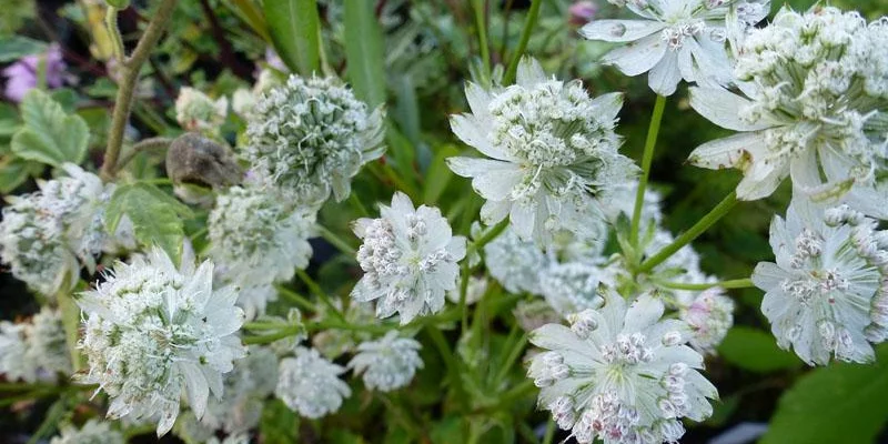 ASTRANTIA major 'Madeleine van Bennekom' - Grande Astrance