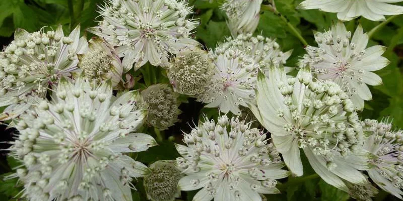 ASTRANTIA major 'Shaggy'