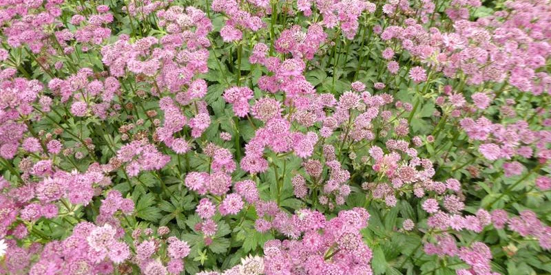 ASTRANTIA major 'Star of Beauty'®