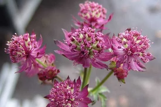 ASTRANTIA major 'Star of Beauty'®