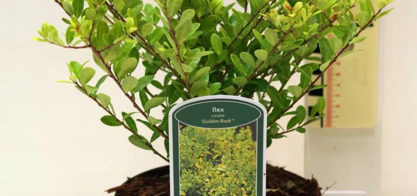 ILEX crenata 'Golden Rocket' ® - Houx crénelé