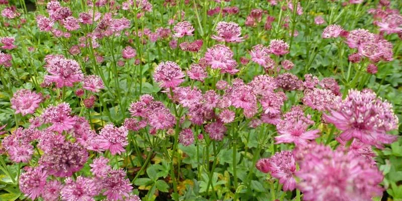 ASTRANTIA major 'Venice'® - Grande Astrance