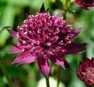 ASTRANTIA major 'Venice'® - Grande Astrance