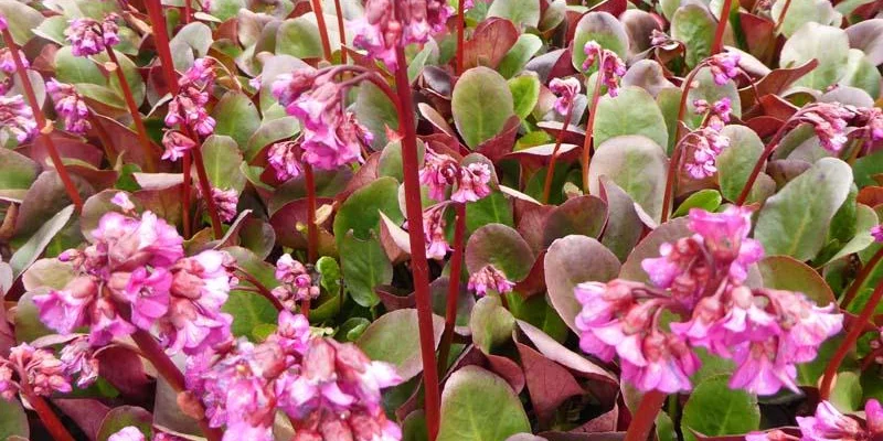 BERGENIA 'Ouverture' - Plante du Savetier