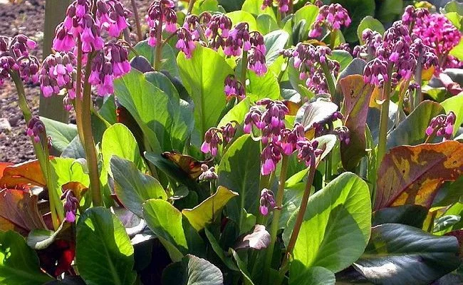 BERGENIA 'Wintermärchen'