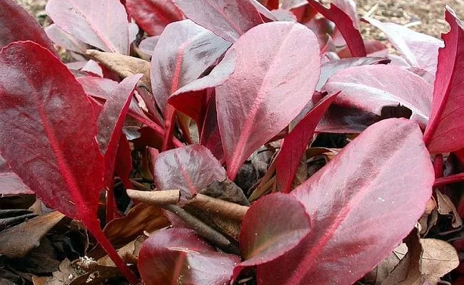 BERGENIA 'Wintermärchen'