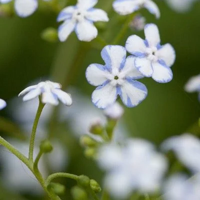 BRUNNERA macrophylla 'Jennifer' - Buglosse de Sibérie