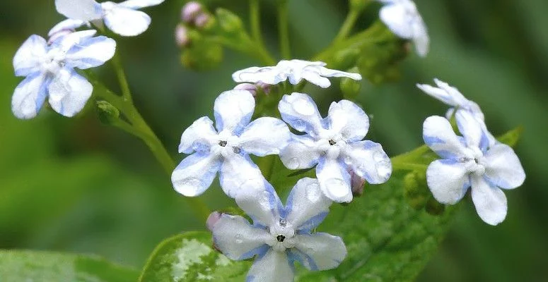 BRUNNERA macrophylla 'Jennifer' - Buglosse de Sibérie