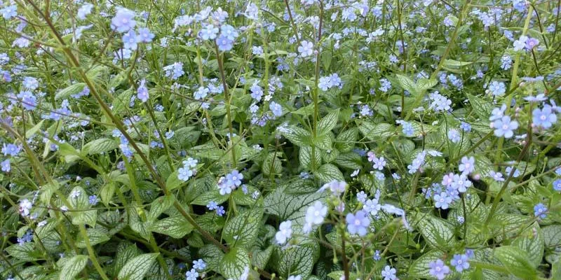 BRUNNERA macrophylla 'Silver Heart'® - Buglosse