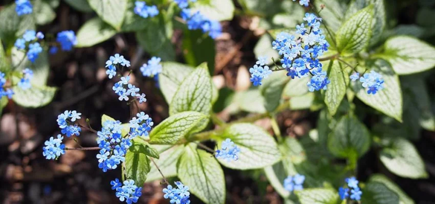 BRUNNERA macrophylla 'Silver Heart'® - Buglosse