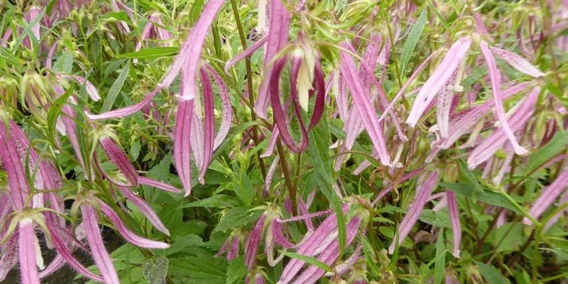 CAMPANULA 'Pink Octopus'® - Campanule