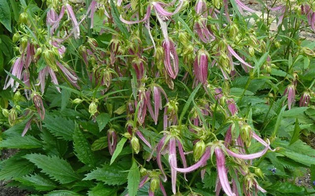 CAMPANULA 'Pink Octopus'® - Campanule