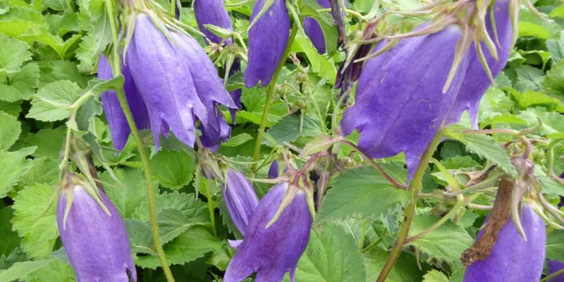 CAMPANULA 'Sarastro'