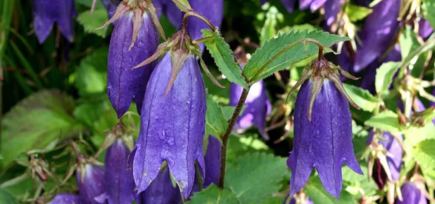 CAMPANULA 'Sarastro'