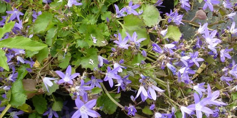 CAMPANULA poscharskyana 'Blauranke' - Campanule