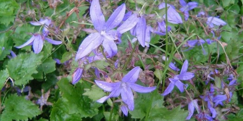 CAMPANULA poscharskyana 'Blauranke' - Campanule