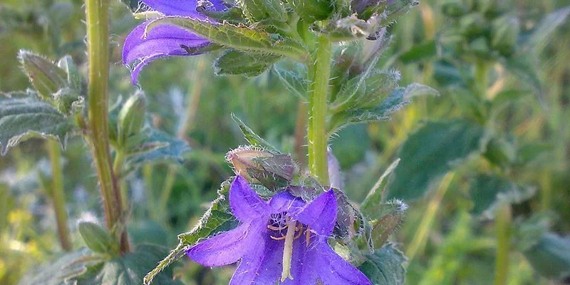 CAMPANULA trachelium - Campanule gantelée