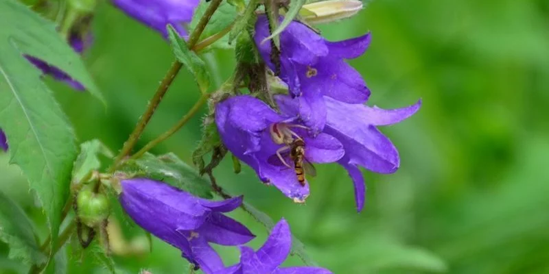 CAMPANULA trachelium - Campanule gantelée