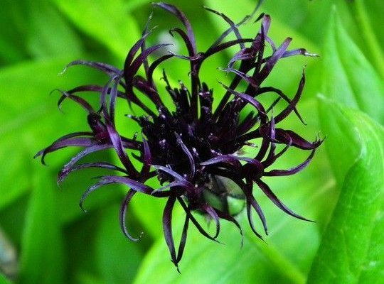 CENTAUREA montana 'Black Sprite'® - Centaurée