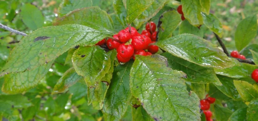 ILEX verticillata - Houx verticillé