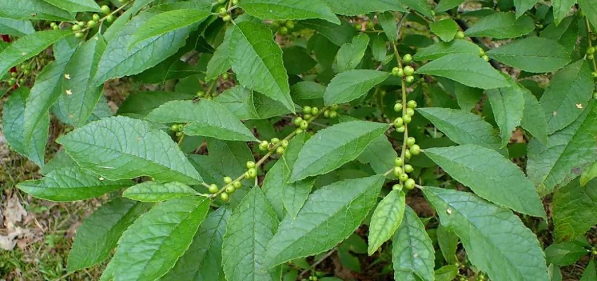 ILEX verticillata - Houx verticillé