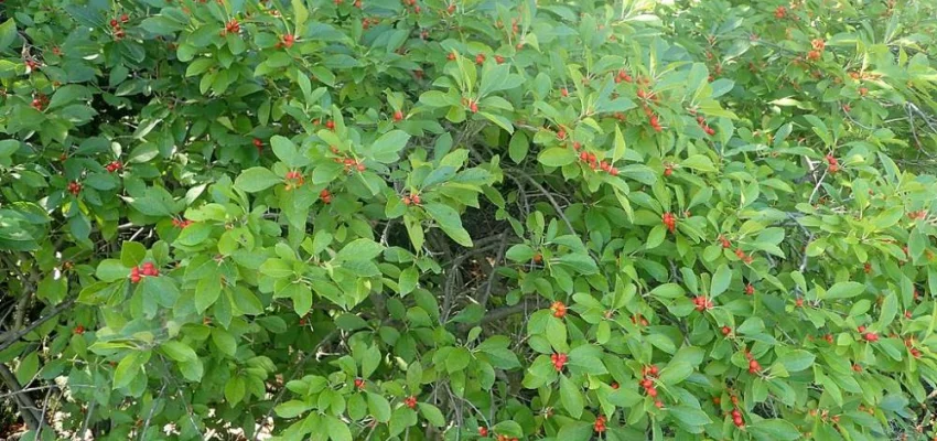 ILEX verticillata - Houx verticillé