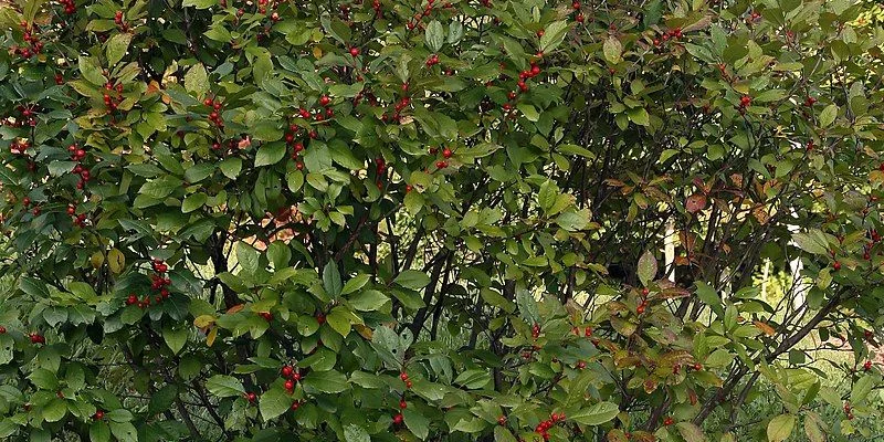 ILEX verticillata - Houx verticillé