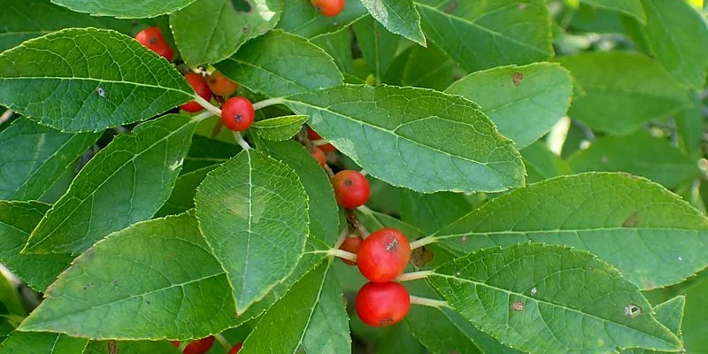 ILEX verticillata - Houx verticillé