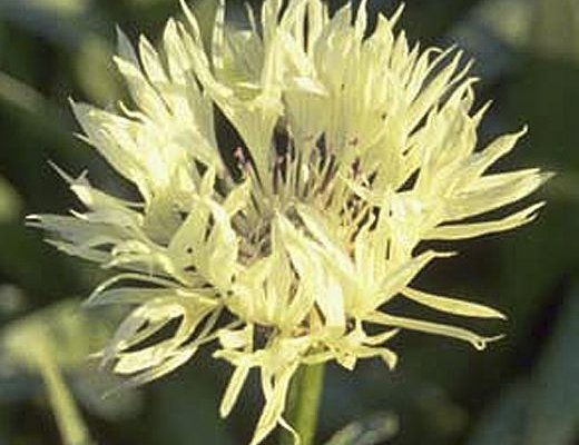 CENTAUREA montana 'Sulphurea' - Centaurée
