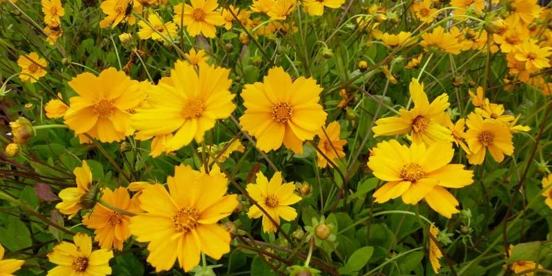 COREOPSIS auriculata 'Elfin Gold' - Coréopsis auriculé