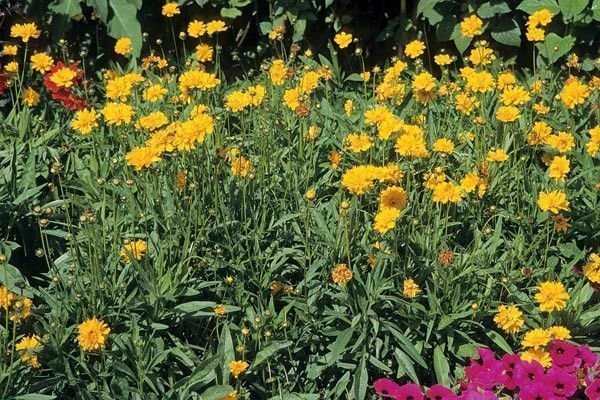 COREOPSIS grandiflora 'Sunray' - Coréopsis à grandes fleurs