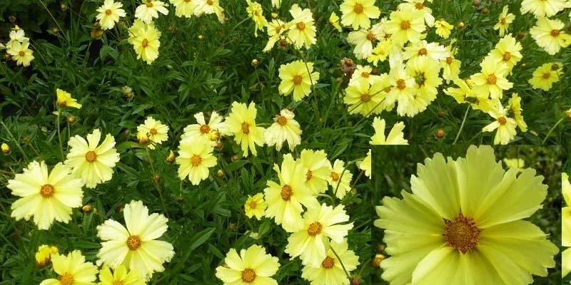 COREOPSIS 'Full Moon'® - Coréopsis verticillé