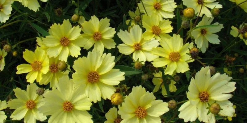 COREOPSIS 'Full Moon'® - Coréopsis verticillé