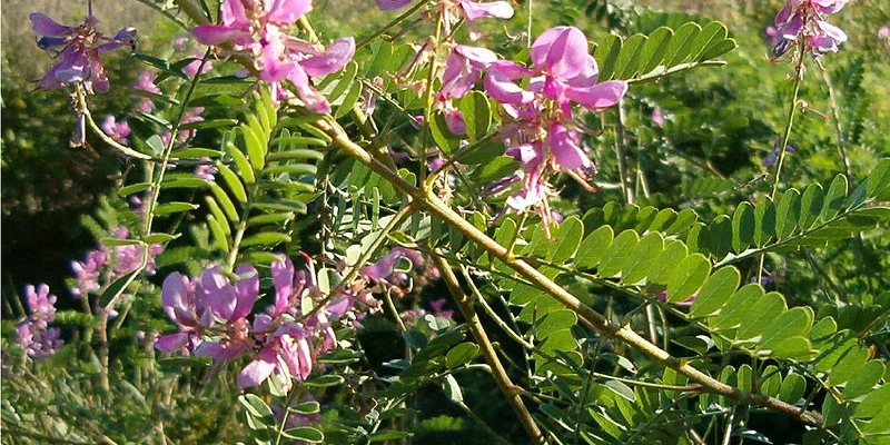 INDIGOFERA heterantha 'Gerardiana' - Indigotier rose