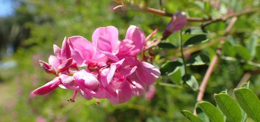 INDIGOFERA heterantha 'Gerardiana' - Indigotier rose