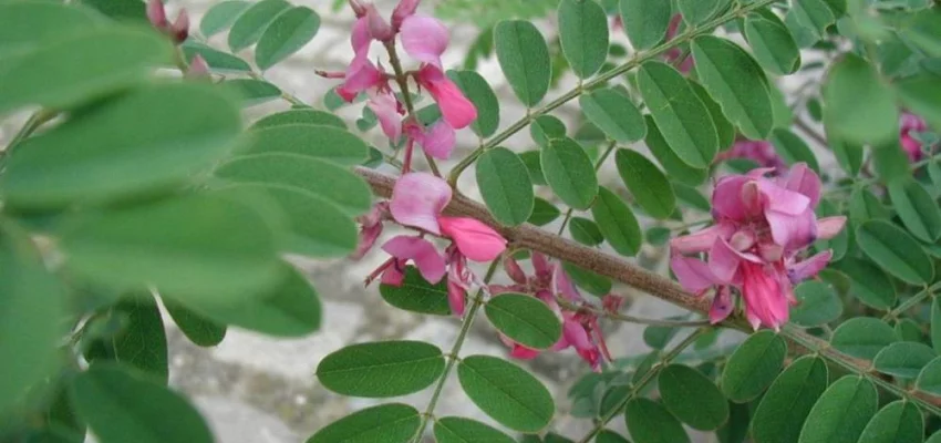 INDIGOFERA heterantha 'Gerardiana' - Indigotier rose