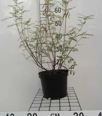 INDIGOFERA heterantha 'Gerardiana' - Indigotier
