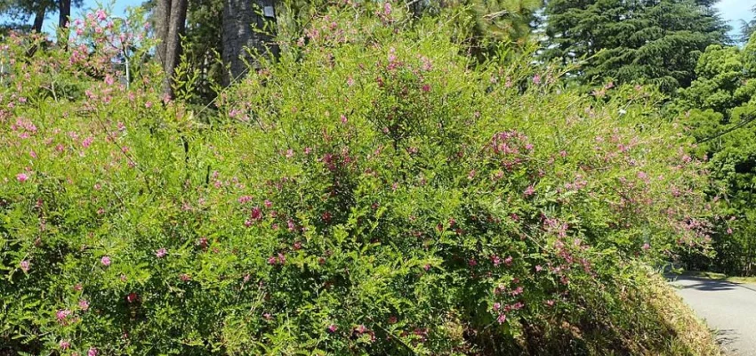 INDIGOFERA heterantha 'Gerardiana' - Indigotier rose