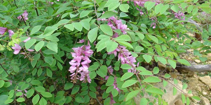 INDIGOFERA heterantha 'Gerardiana' - Indigotier rose