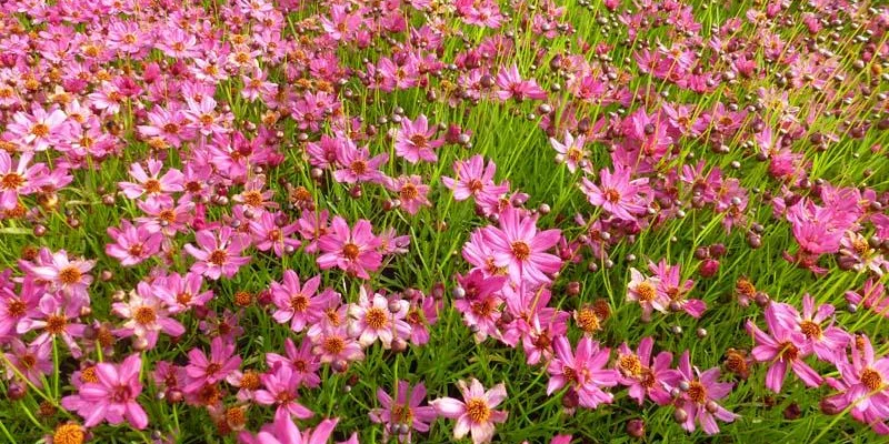 COREOPSIS 'Limerock Passion' - Coréopsis verticillé