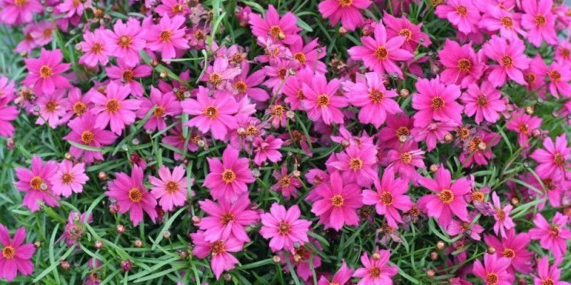 COREOPSIS 'Limerock Passion' - Coréopsis verticillé