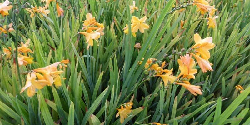 CROCOSMIA 'Buttercup' - Montbrétia