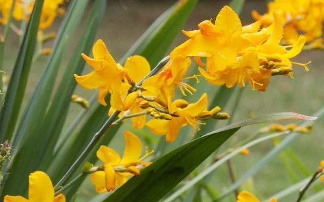 CROCOSMIA 'Buttercup' - Montbrétia