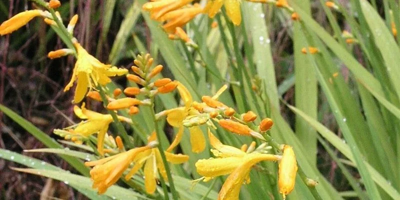 CROCOSMIA 'Buttercup' - Montbrétia