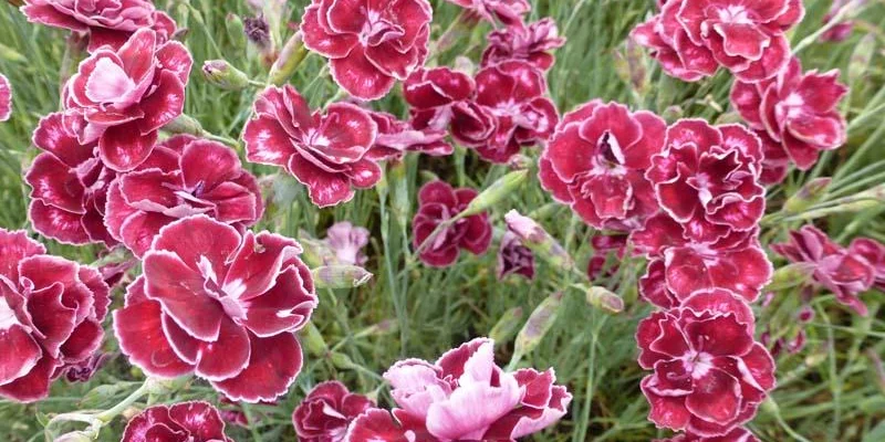 DIANTHUS allwoodii 'Romeo' - Oeillet mignardise